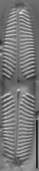 Pinnularia lacunicola LM7