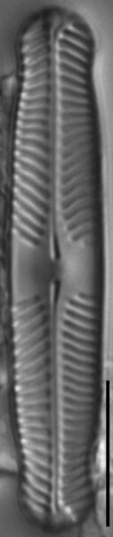 Pinnularia perinterrupta LM7