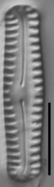 Pinnularia pseudoparva LM1