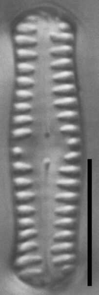 Pinnularia pseudoparva LM3