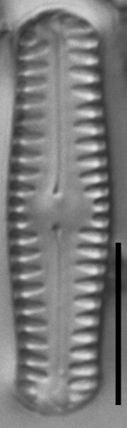 Pinnularia pseudoparva LM4