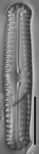 Pinnularia pseudoparva LM6