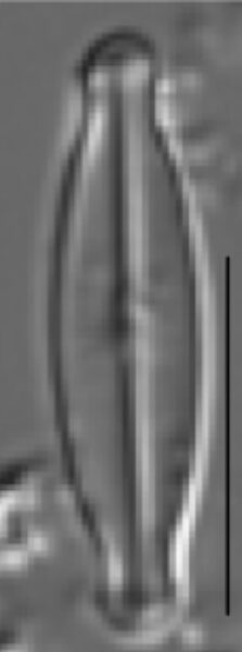 Sellaphora vincentiana LM2