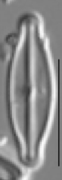 Sellaphora vincentiana LM3