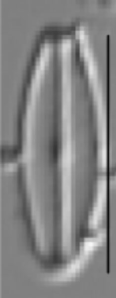 Sellaphora vincentiana LM4