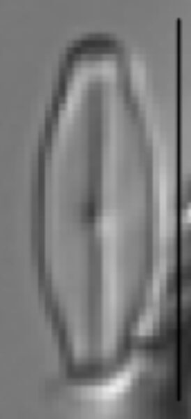 Sellaphora vincentiana LM5