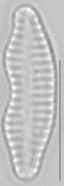 Staurosira construens var binodis LM4