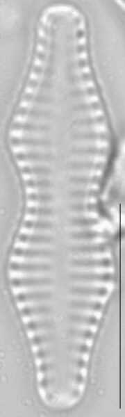Staurosira construens var binodis LM3
