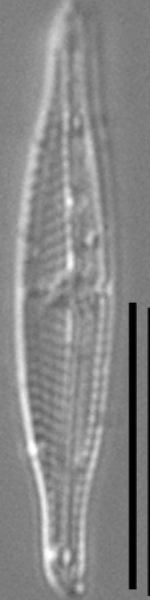 Tursiocola costata LM2 r