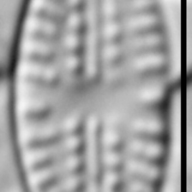 Eolimna sp.1 SESQA LM1