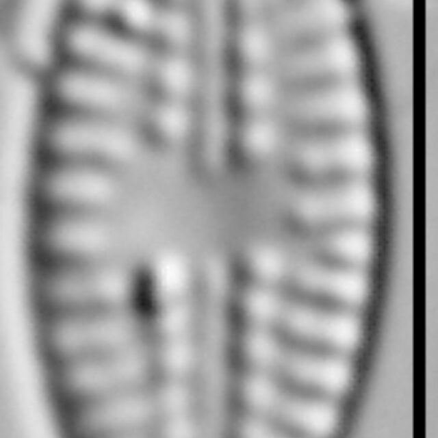 Eolimna sp.1 SESQA LM3