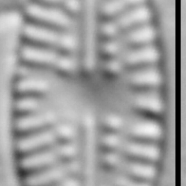 Eolimna sp.1 SESQA LM5