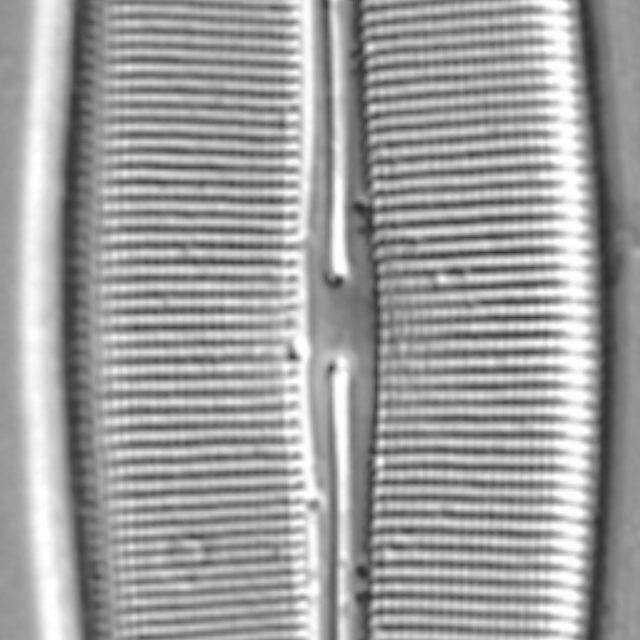 Craticula coloradensis LM4