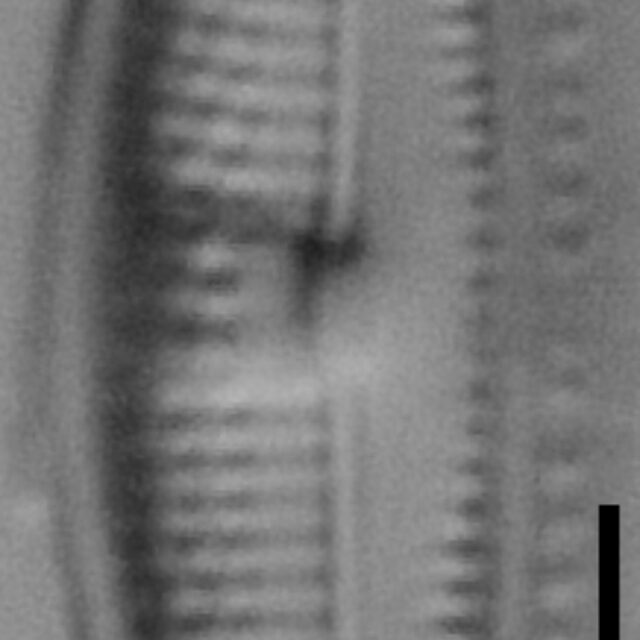 Halamphora bicapitata LM4