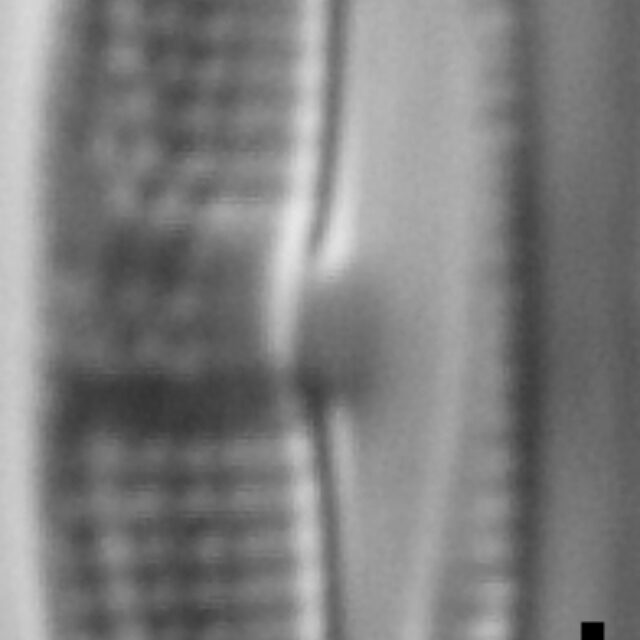 Halamphora bicapitata LM6