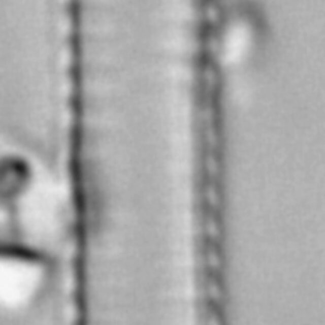 Fragilaria capucina LM7