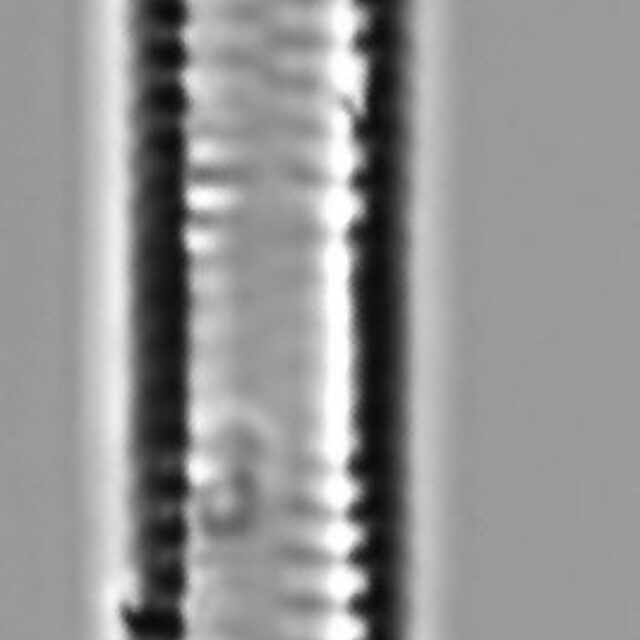 Fragilaria capucina LM1