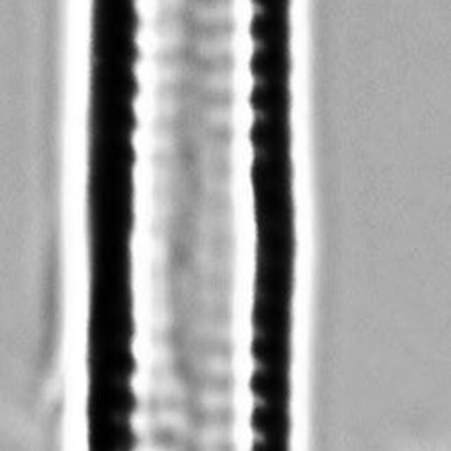 Fragilaria capucina LM4