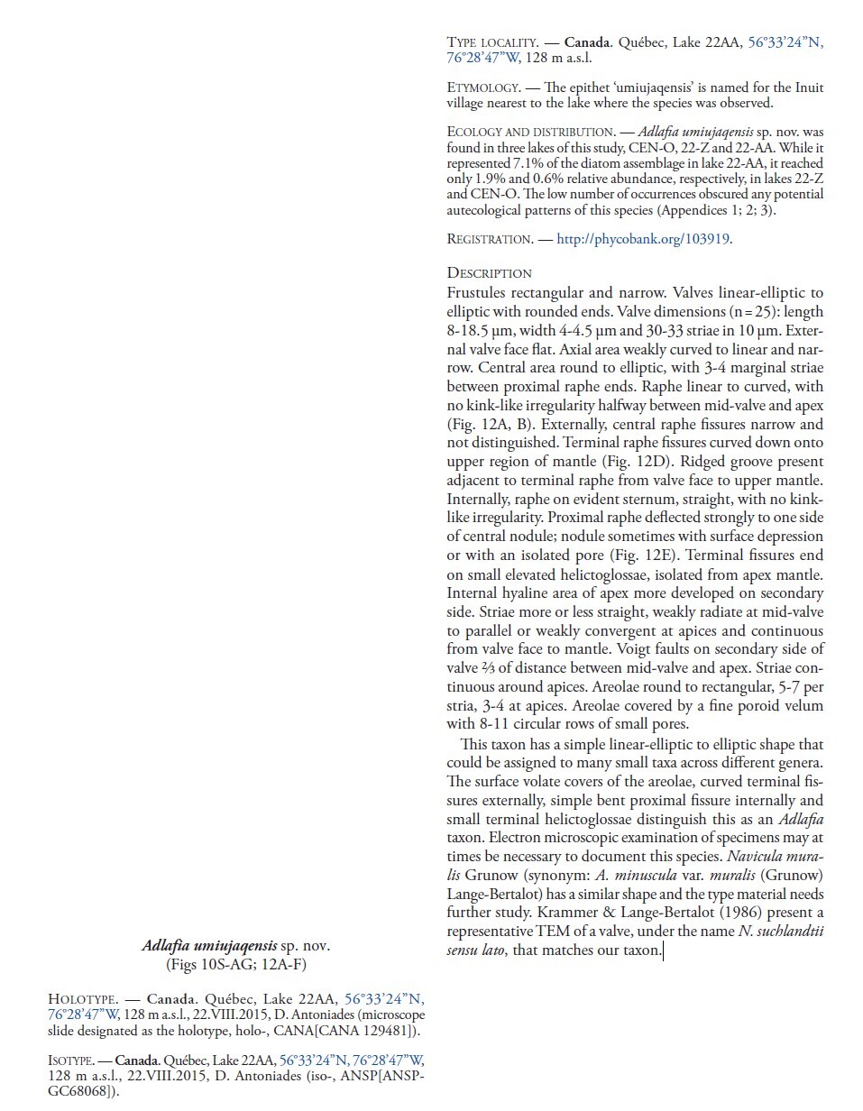 Adlafia Umiujaqensis orig desc