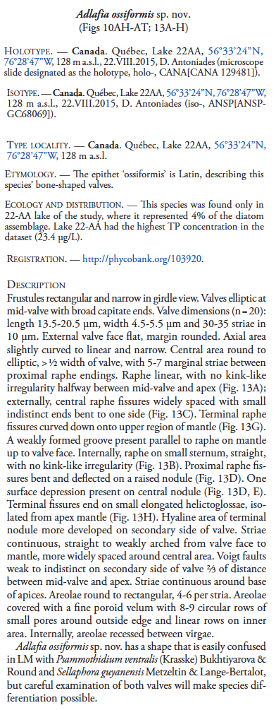 Adlafia ossiformis orig desc