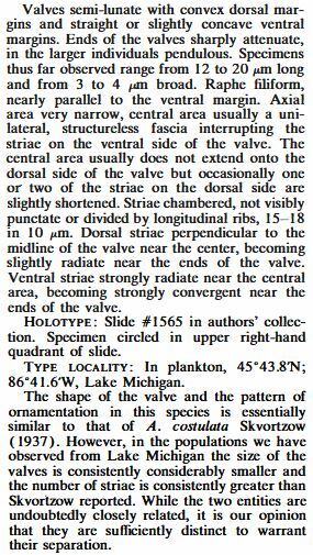 Amphora subcostulata original desc