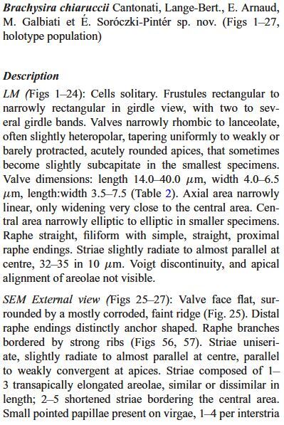 Brachysira chiaruccii Orig Desc 1