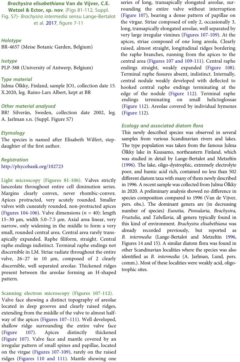 Brachysira elisabethiana original description