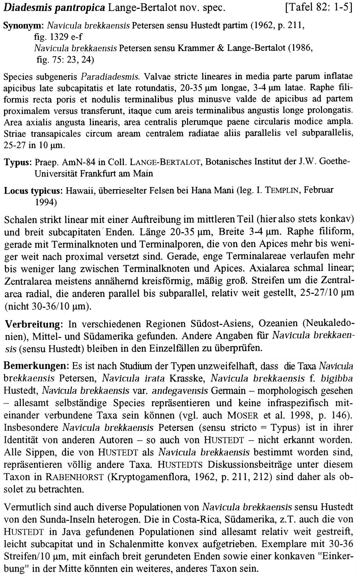 Dipantropica  Orig Descr