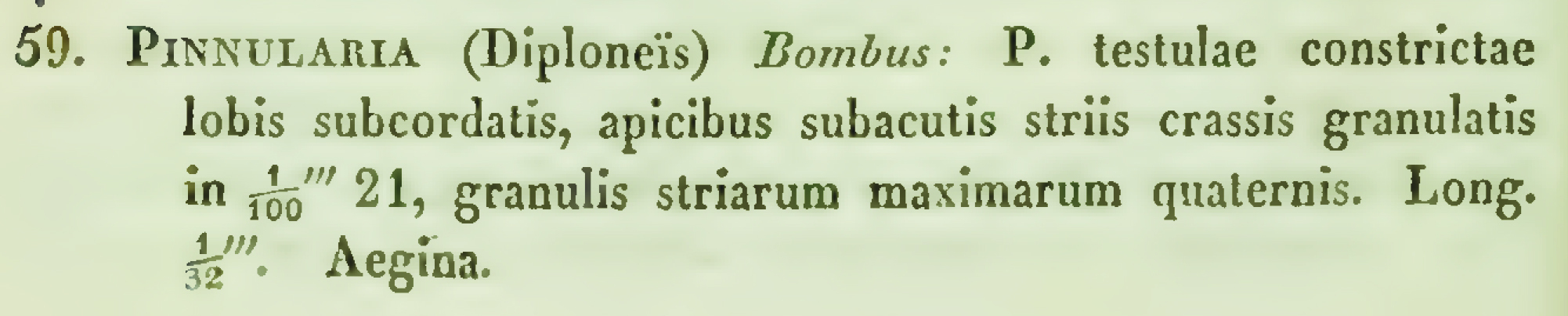Dbombus Orig Descr Ehr1844