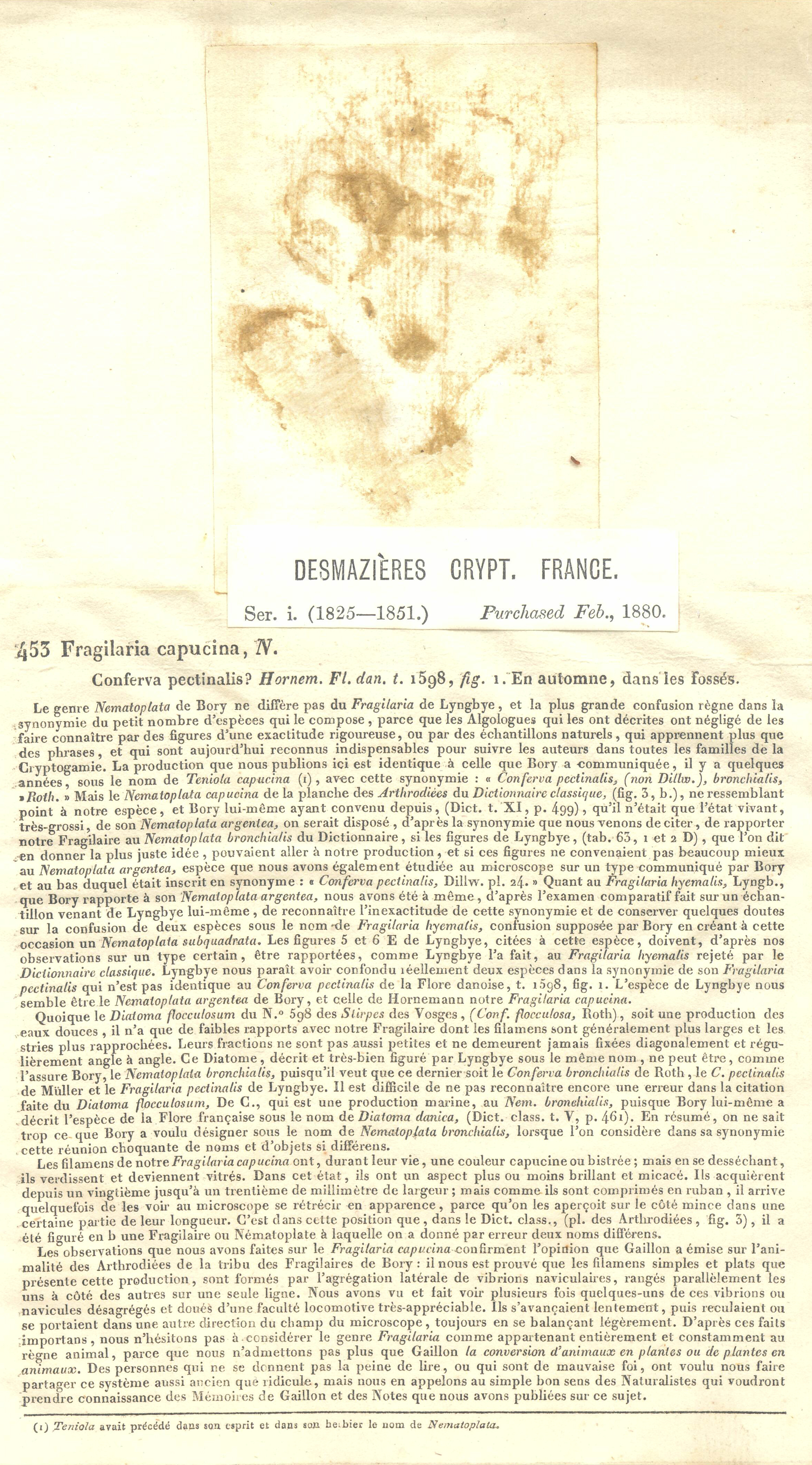 Desmazières453 Fragilaria capucina type