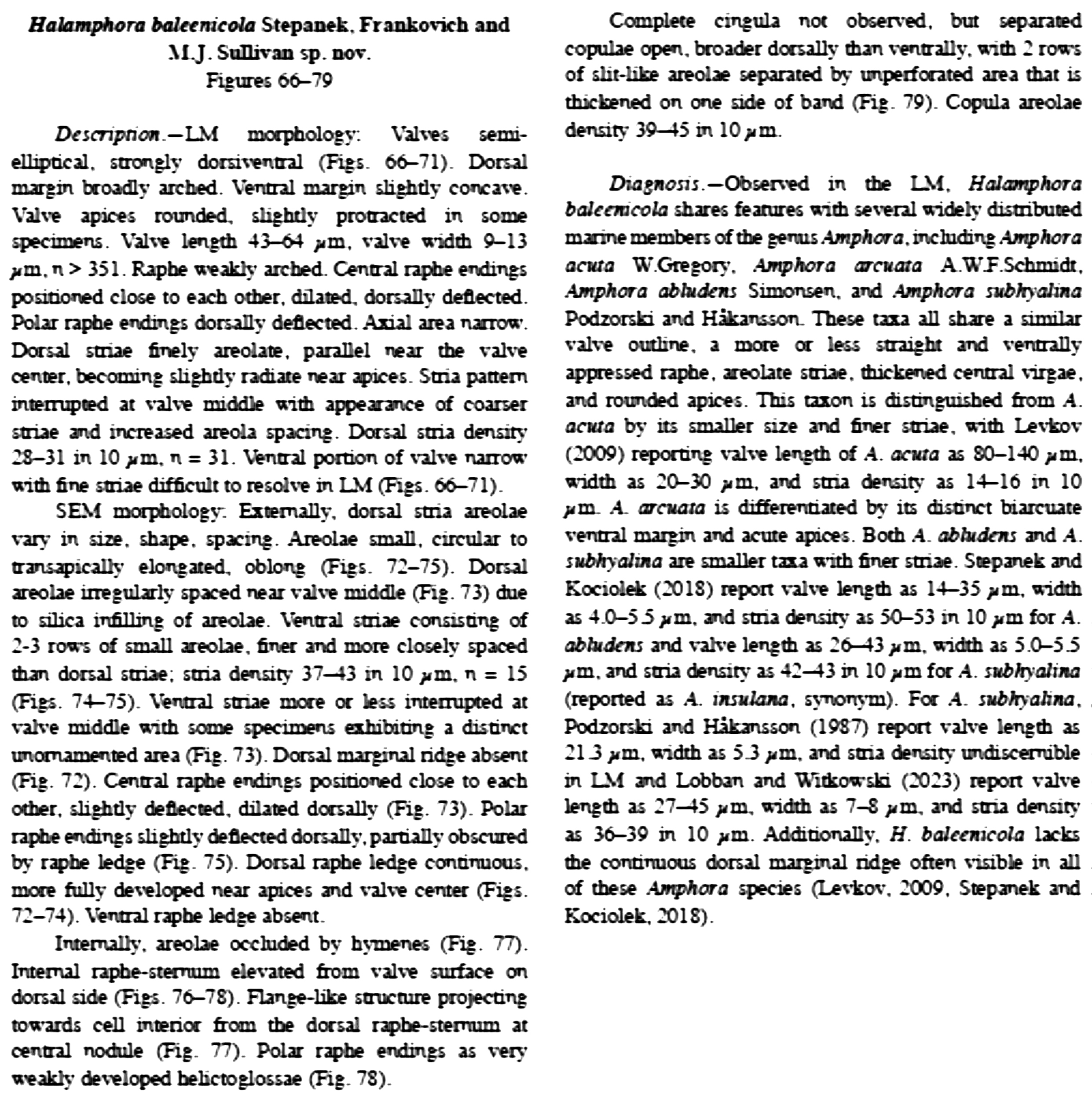 Halamphora baleenicola orig desc