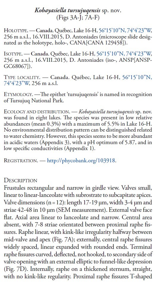 Kobayasiella tursujuqensis orig desc