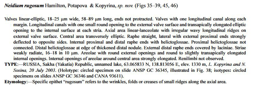 Neidium rugosum original description