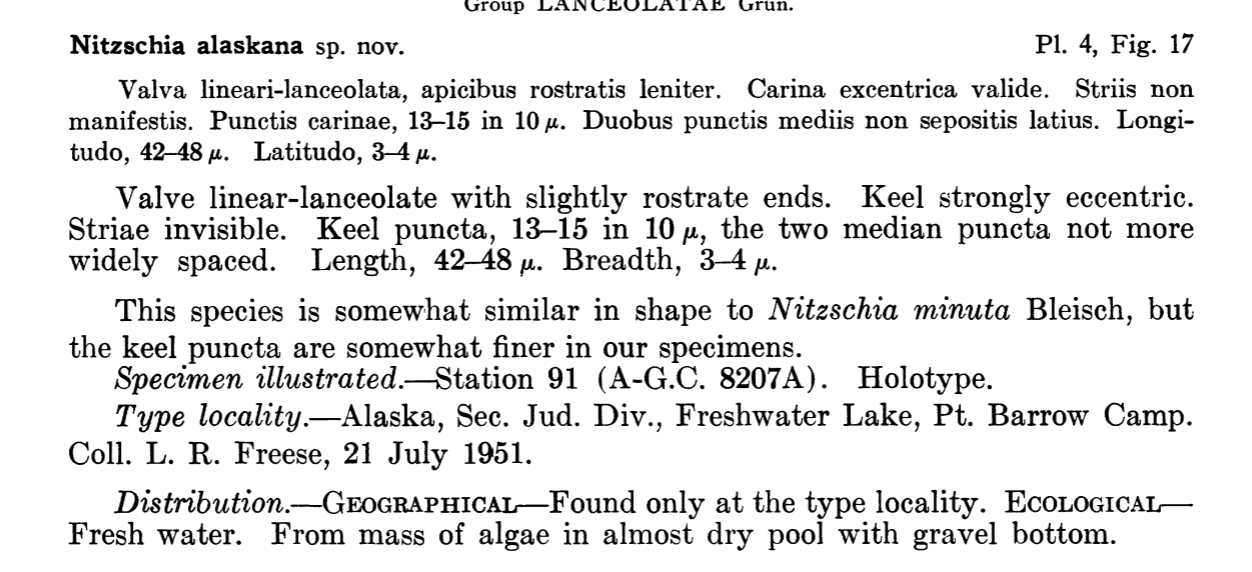 Nitzschia alaskana orig desc