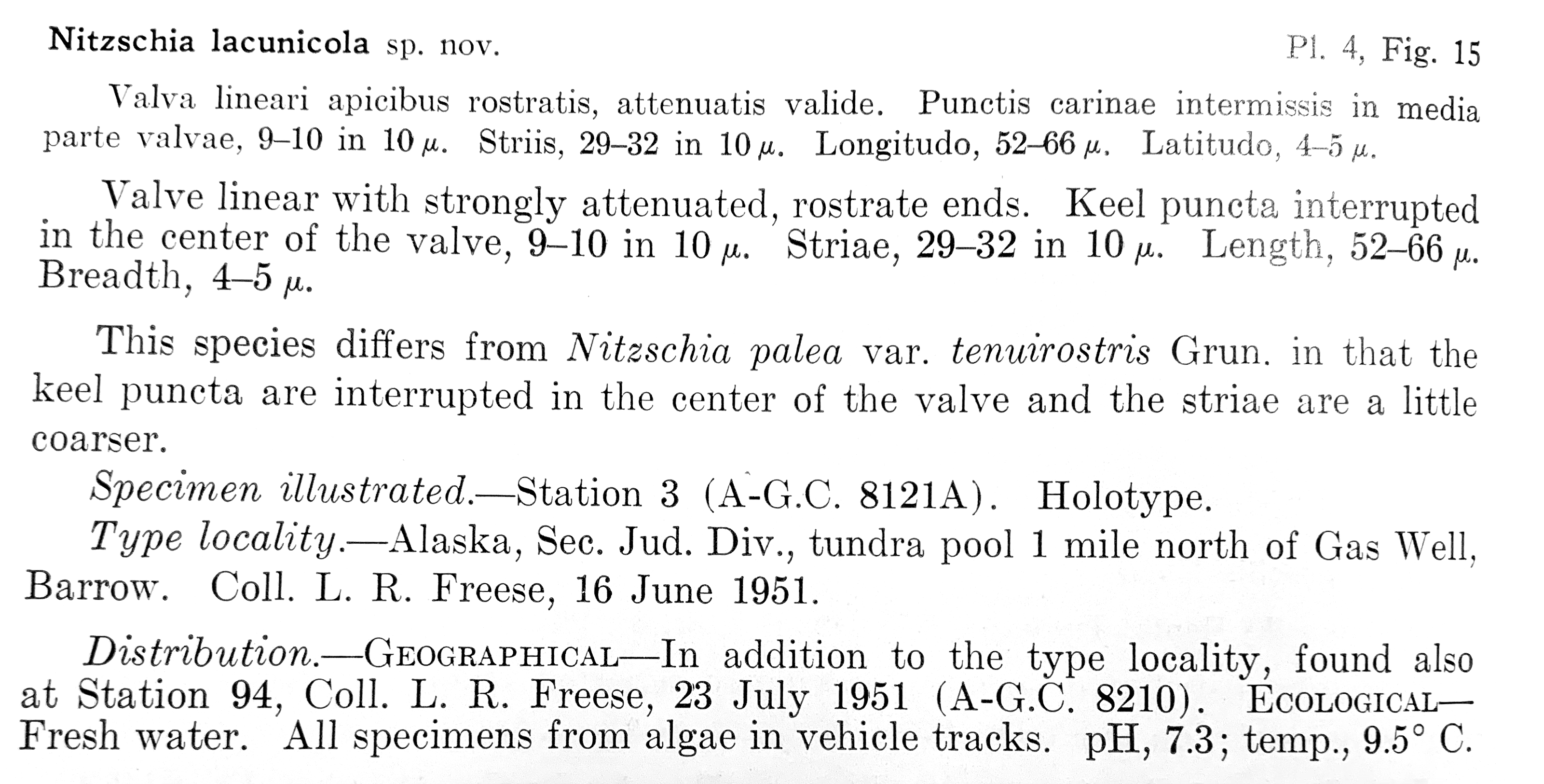 Nitzschia lacunicola orig desc