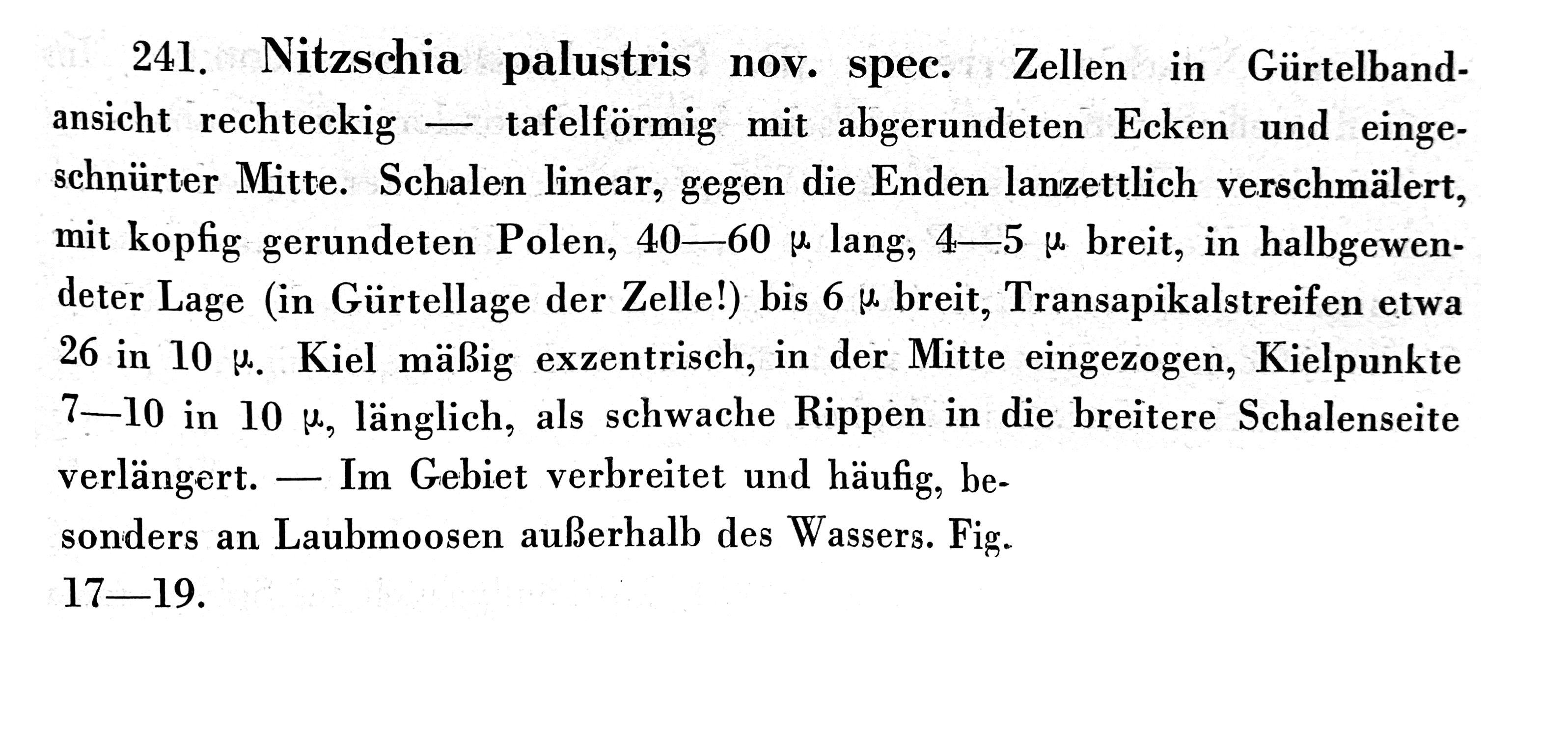 Nitzschia palustris orig desc