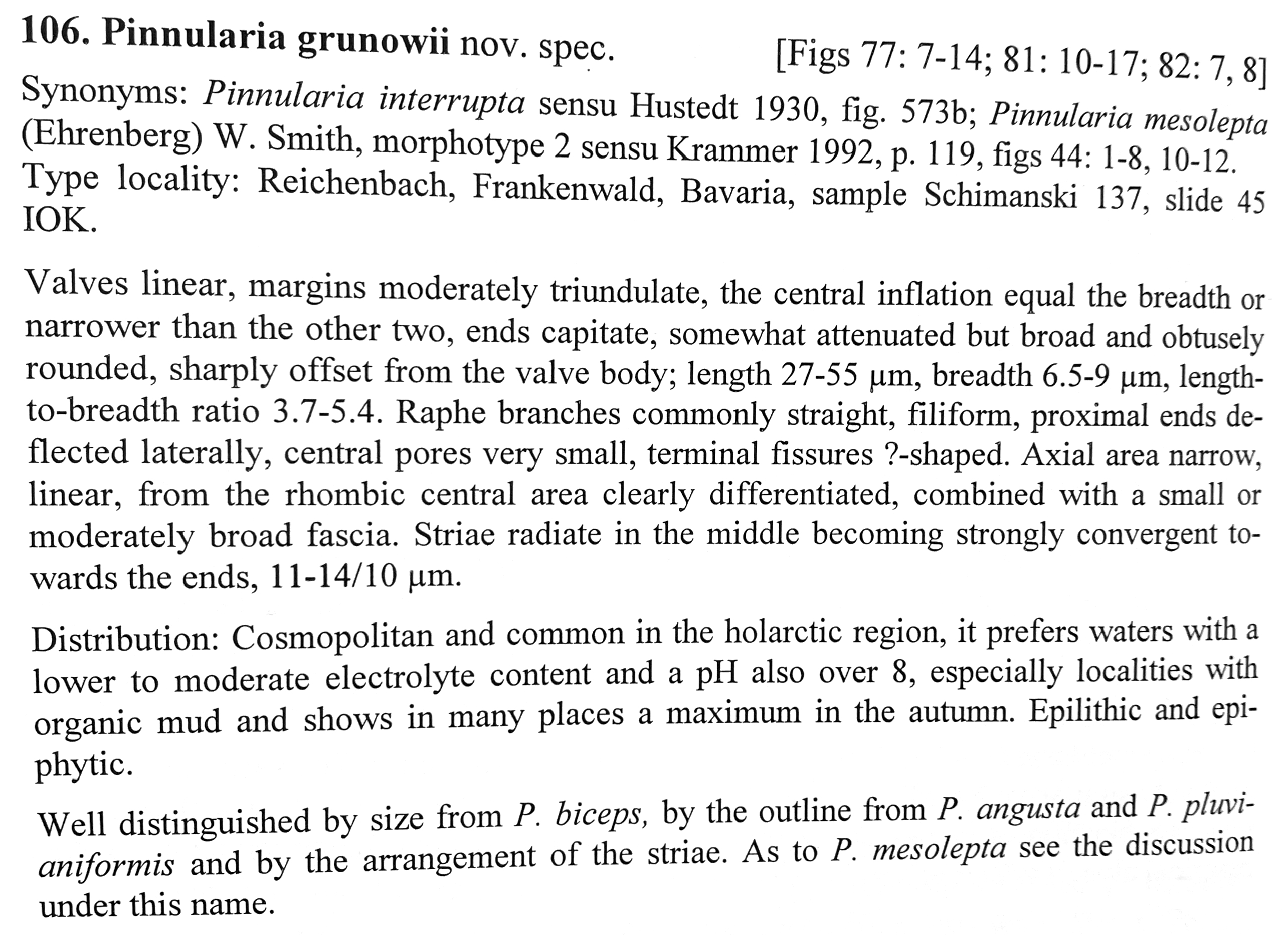 Pinnularia grunowii orig desc