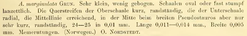 Psammothidium marginulatum original description