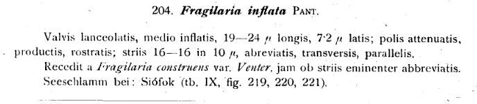 Pseudostaurosira brevistriata var inflata original description