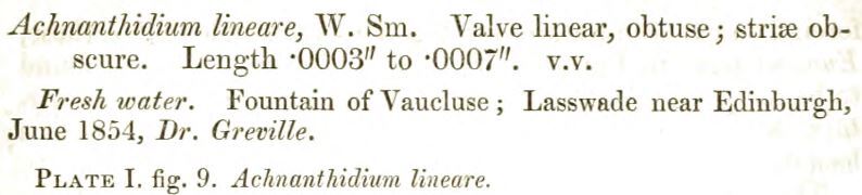 Rossithidium lineare original description