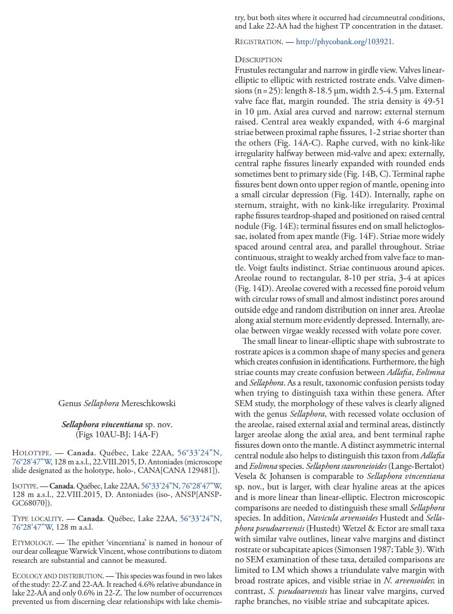 Sellaphora vincentiana orig desc