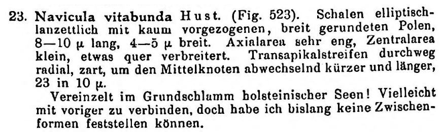 Sellaphora vitabunda orig desc