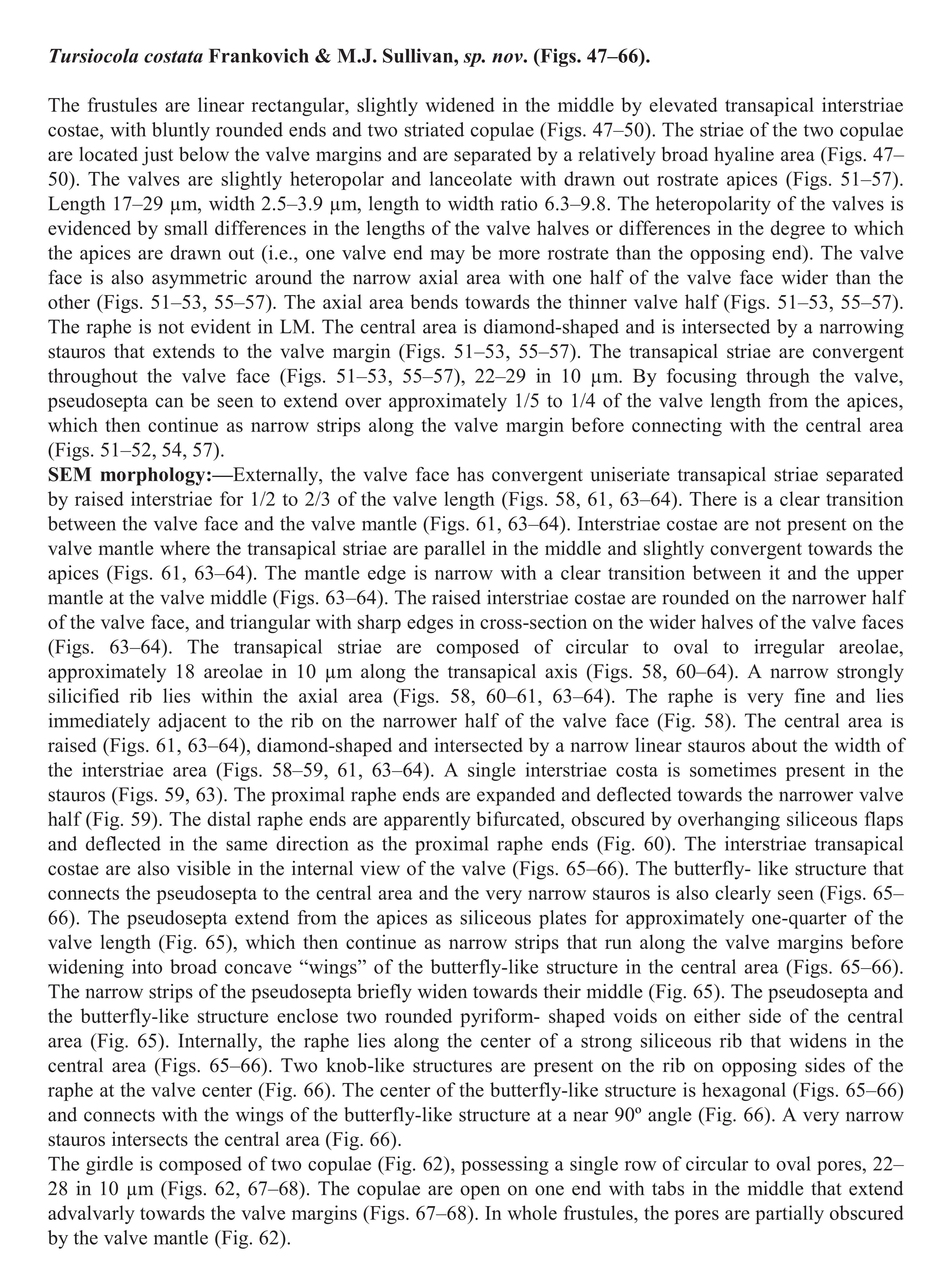 Tursiocola costata orig desc