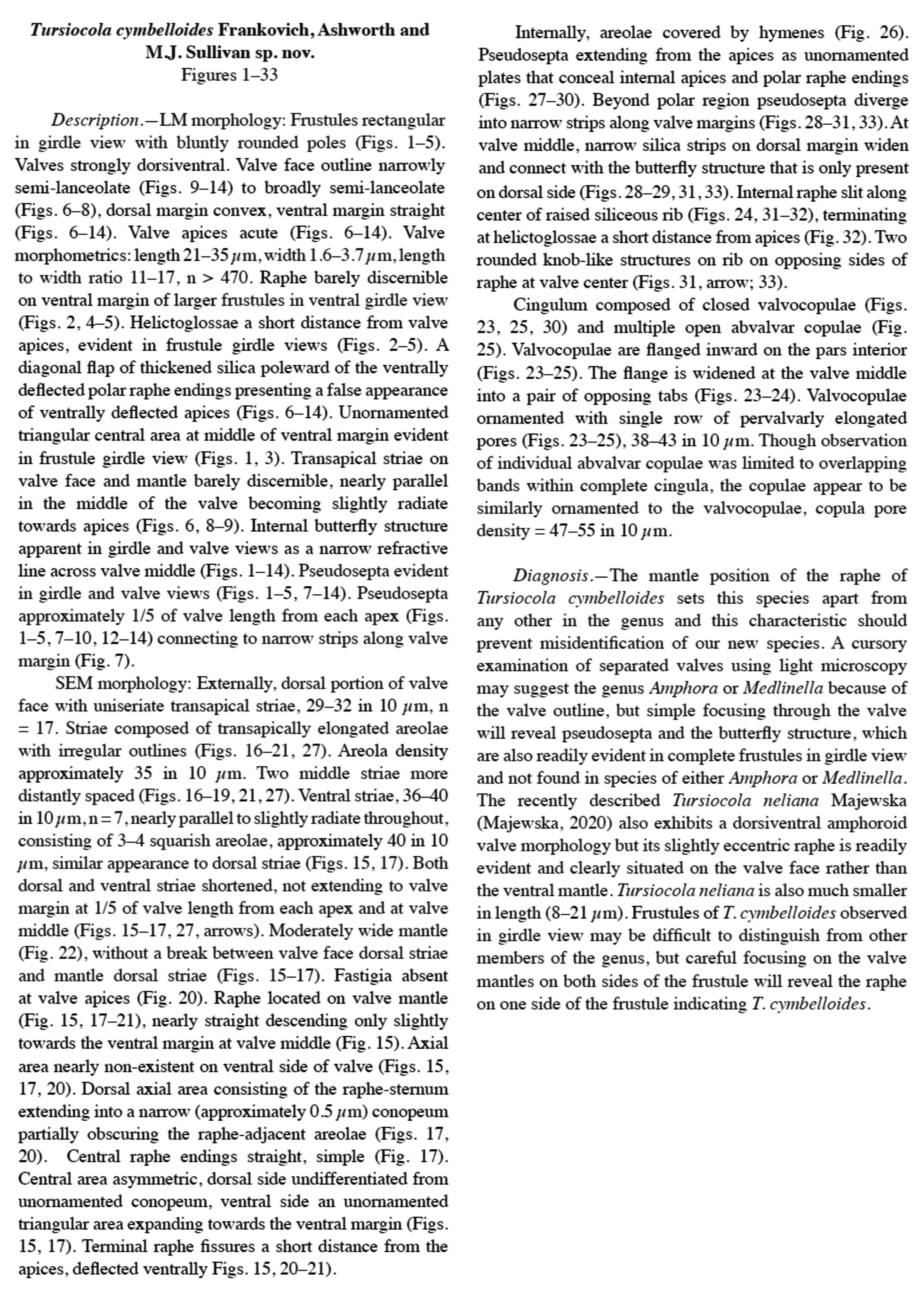 Tursiocola cymbelloides orig desc