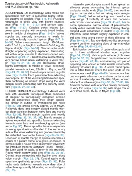 Tursiocola bondei orig desc