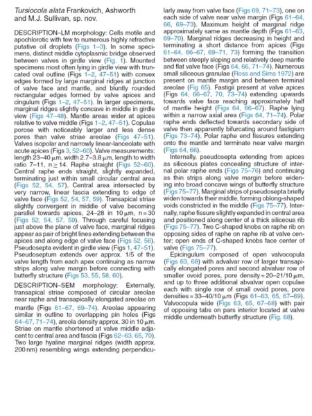 Tursiocola alata orig desc