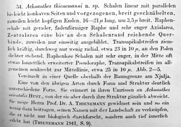 Achnanthidium thienimannii orig desc