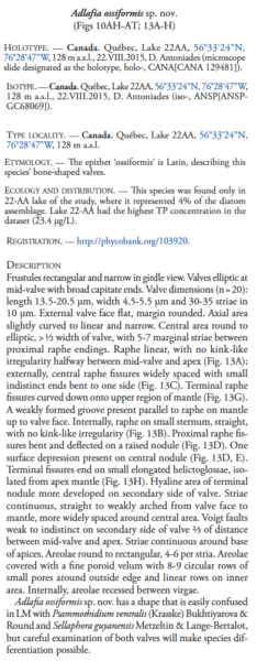 Adlafia ossiformis orig desc