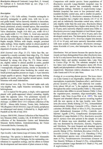 Brachysira chiaruccii Orig Desc 1 2