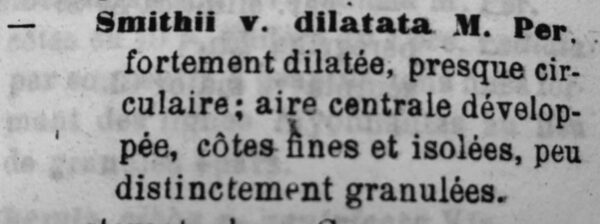 D Iploneis dilatata Orig Descr